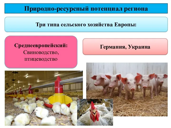 Три типа сельского хозяйства Европы: Природно-ресурсный потенциал региона Среднеевропейский: Свиноводство, птицеводство Германия, Украина