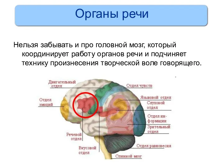 Органы речи Нельзя забывать и про головной мозг, который координирует