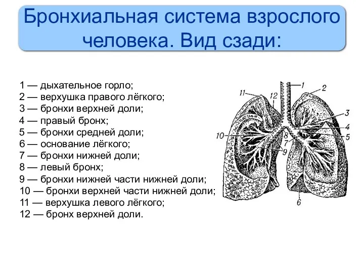 Бронхиальная система взрослого человека. Вид сзади: 1 — дыхательное горло;