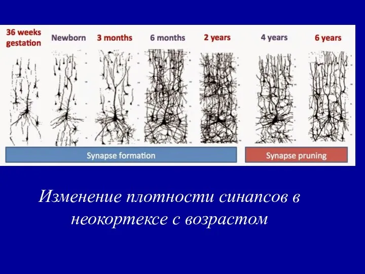 Изменение плотности синапсов в неокортексе с возрастом