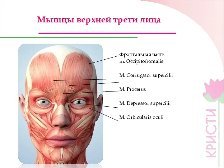 Мышцы верхней трети лица Фронтальная часть m. Оccipitofrontalis M. Corrugator