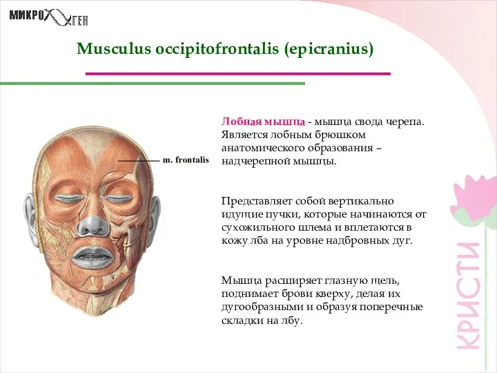 Musculus occipitofrontalis (epicranius) Лобная мышца - мышца свода черепа. Является