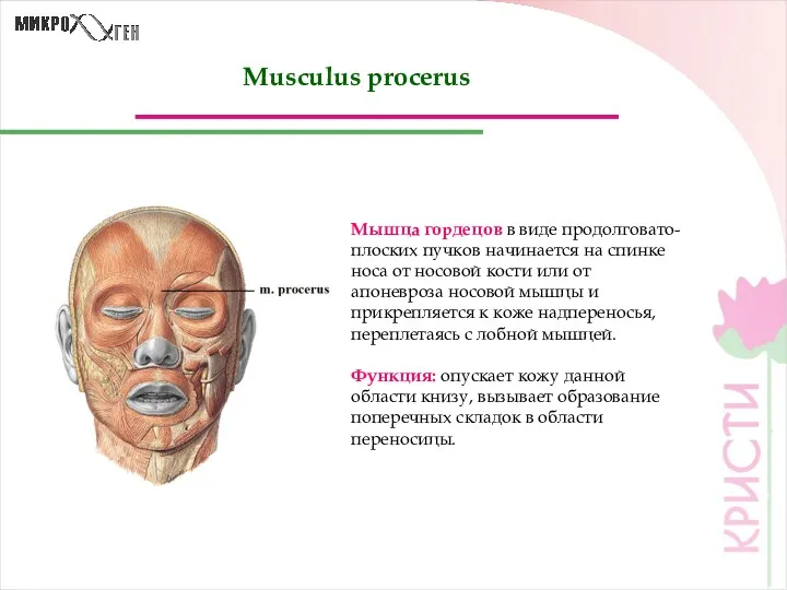 Musculus procerus Мышца гордецов в виде продолговато-плоских пучков начинается на