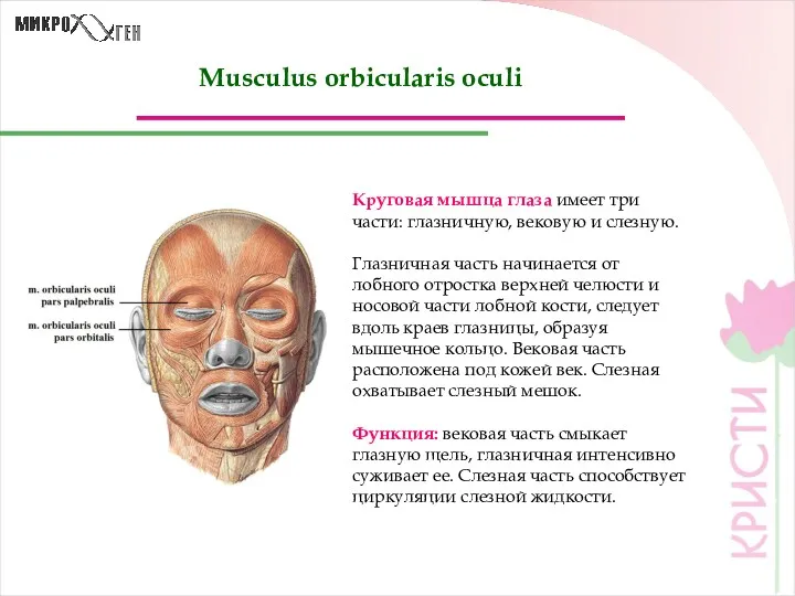 Musculus orbicularis oculi Круговая мышца глаза имеет три части: глазничную,