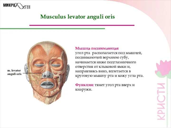 Musculus levator anguli oris Мышца поднимающая угол рта располагается под
