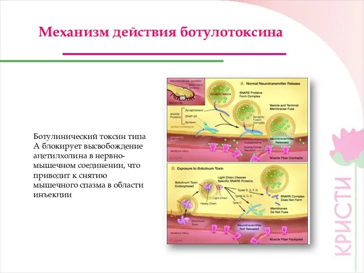 Механизм действия ботулотоксина Ботулинический токсин типа А блокирует высвобождение ацетилхолина