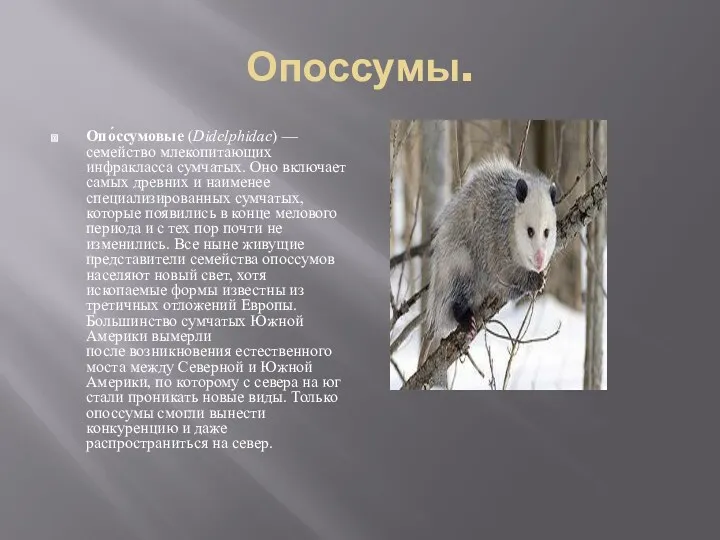 Опоссумы. Опо́ссумовые (Didelphidae) — семейство млекопитающих инфракласса сумчатых. Оно включает