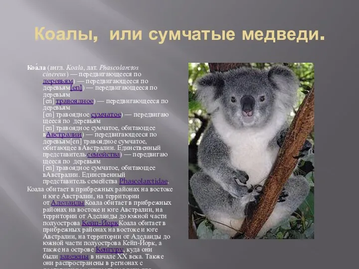 Коалы, или сумчатые медведи. Коа́ла (англ. Koala, лат. Phascolarctos cinereus)