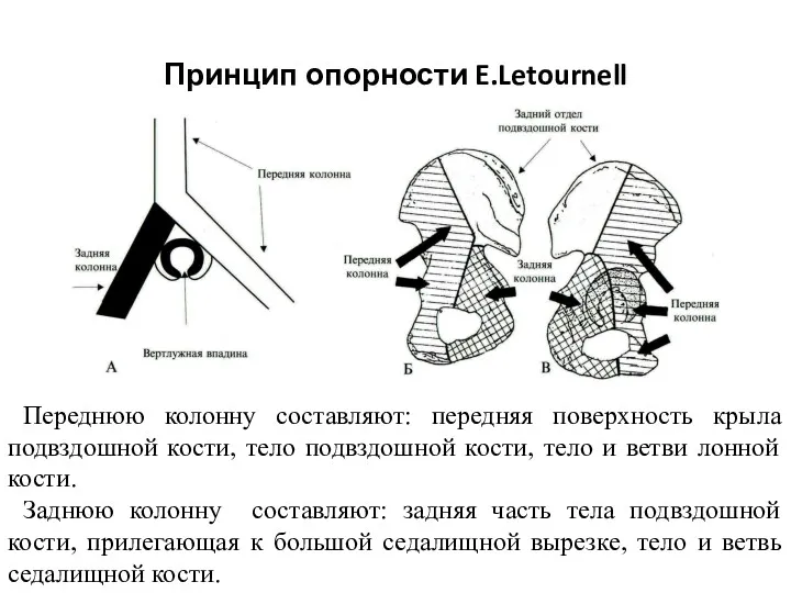 Принцип опорности E.Letournell Переднюю колонну составляют: передняя поверхность крыла подвздошной