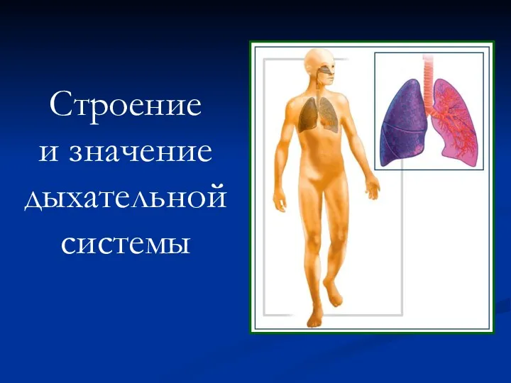 Строение и значение дыхательной системы