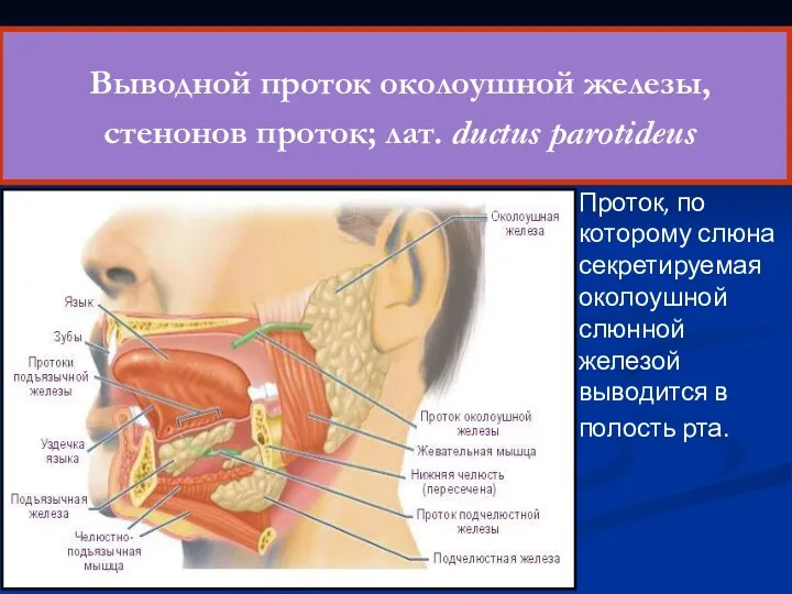 Выводной проток околоушной железы, стенонов проток; лат. ductus parotideus Проток,