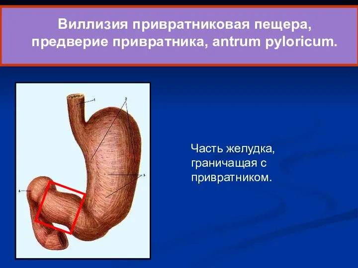 Виллизия привратниковая пещера, предверие привратника, antrum pyloricum. Часть желудка, граничащая с привратником.