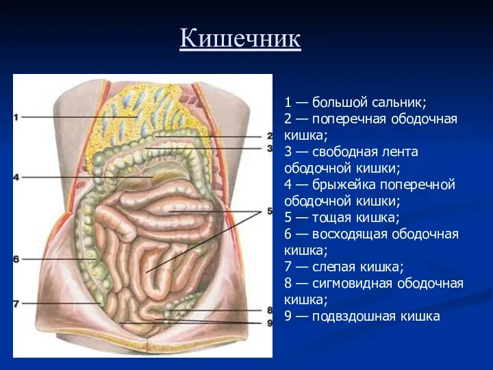 Кишечник 1 — большой сальник; 2 — поперечная ободочная кишка;