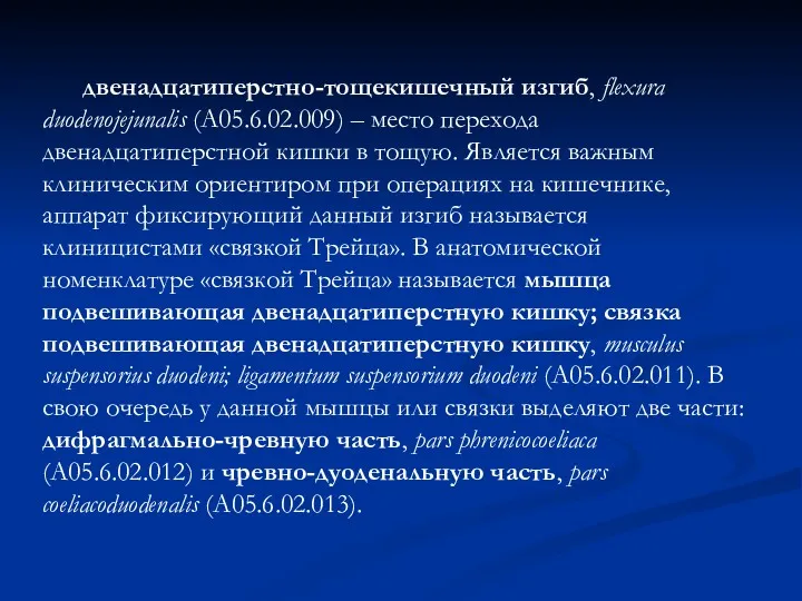 двенадцатиперстно-тощекишечный изгиб, flexura duodenojejunalis (А05.6.02.009) – место перехода двенадцатиперстной кишки