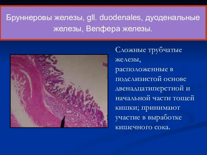 Сложные трубчатые железы, расположенные в подслизистой основе двенадцатиперстной и начальной