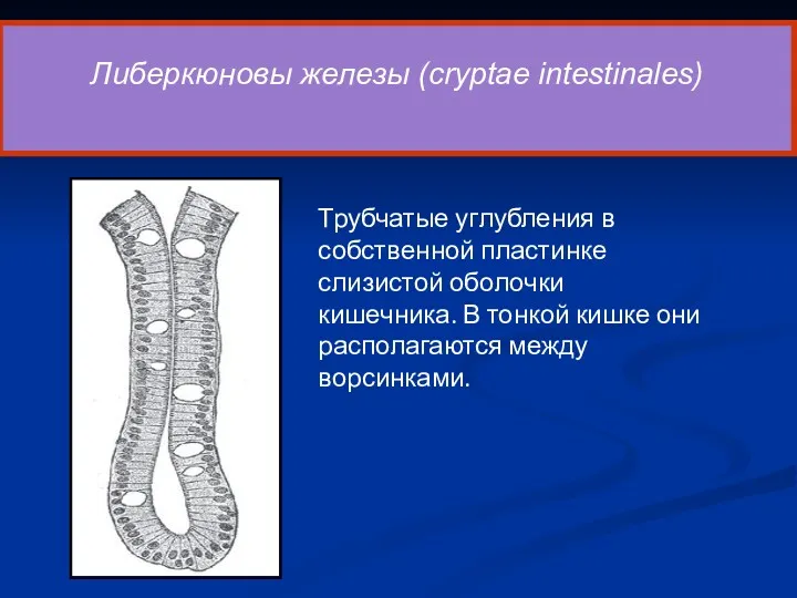 6 Либеркюновы железы (cryptae intestinales) Трубчатые углубления в собственной пластинке