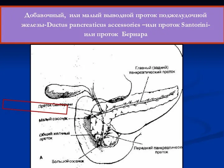 Добавочный, или малый выводной проток поджелудочной железы-Ductus pancreaticus accessories –или проток Santorini-или проток Бернара
