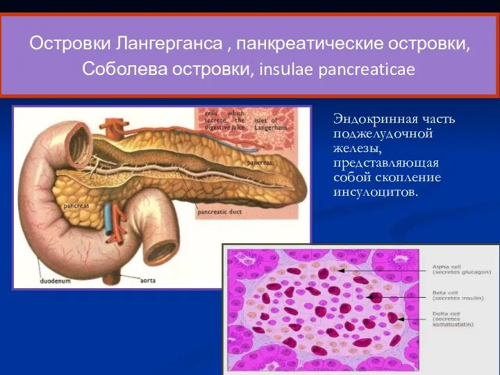 Эндокринная часть поджелудочной железы, представляющая собой скопление инсулоцитов. Островки Лангерганса