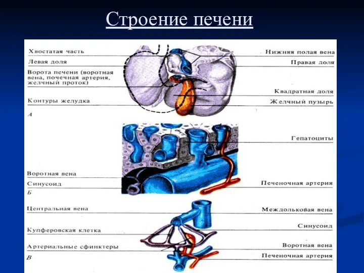 Строение печени