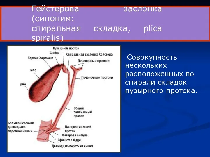 Гейстерова заслонка (синоним: спиральная складка, plica spiralis) Совокупность нескольких расположенных по спирали складок пузырного протока.