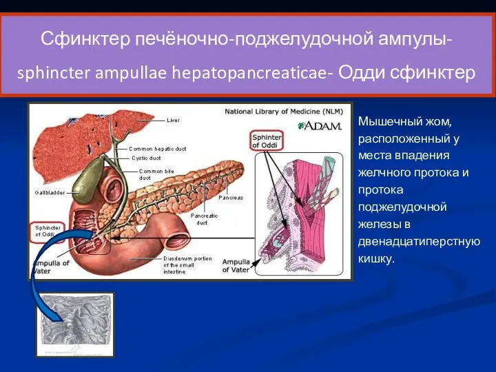 Сфинктер печёночно-поджелудочной ампулы- sphincter ampullae hepatopancreaticae- Одди сфинктер Мышечный жом,