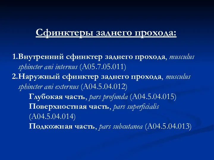 Сфинктеры заднего прохода: Внутренний сфинктер заднего прохода, musculus sphincter ani