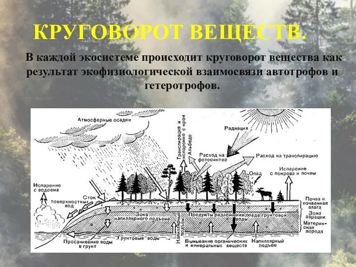 В каждой экосистеме происходит круговорот вещества как результат экофизиологической взаимосвязи автотрофов и гетеротрофов. КРУГОВОРОТ ВЕЩЕСТВ.