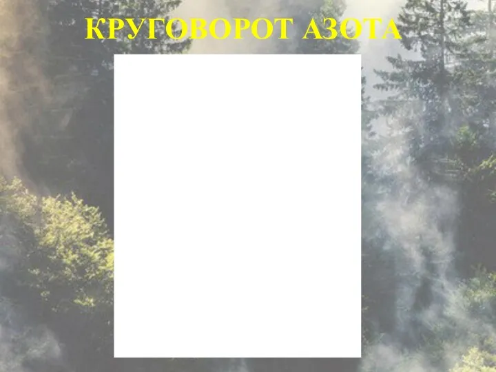 КРУГОВОРОТ АЗОТА