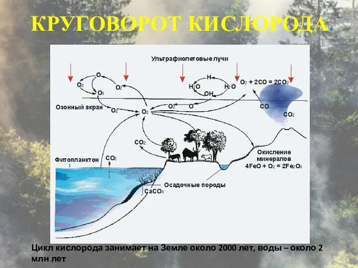 Цикл кислорода занимает на Земле около 2000 лет, воды – около 2 млн лет КРУГОВОРОТ КИСЛОРОДА.