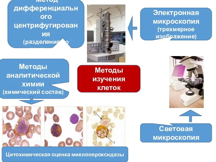 Методы изучения клеток Метод дифференциального центрифугирования (разделение по плотности) Электронная