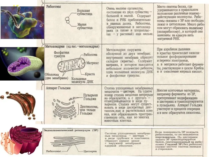 Клеточные органеллы