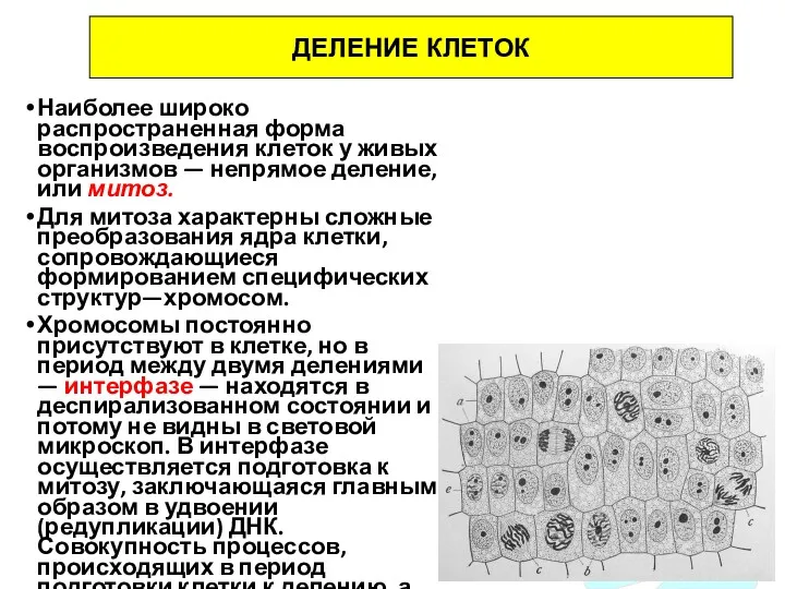 Наиболее широко распространенная форма воспроизведения клеток у живых организмов —