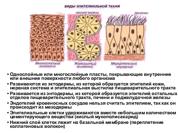 Однослойные или многослойные пласты, покрывающие внутренние или внешние поверхности любого