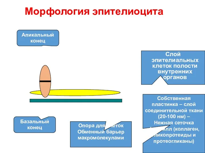 Морфология эпителиоцита Собственная пластинка – слой соединительной ткани (20-100 нм)