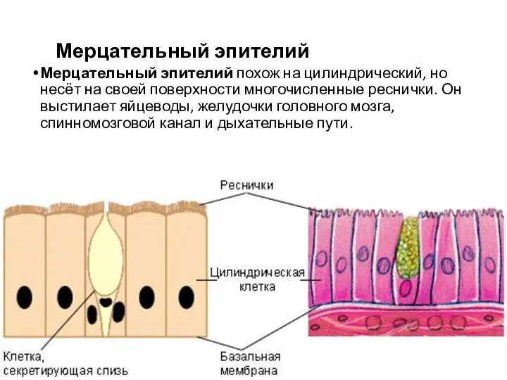 Мерцательный эпителий Мерцательный эпителий похож на цилиндрический, но несёт на