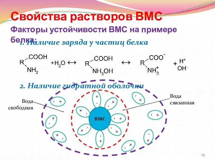 Свойства растворов ВМС Факторы устойчивости ВМС на примере белка: 1.