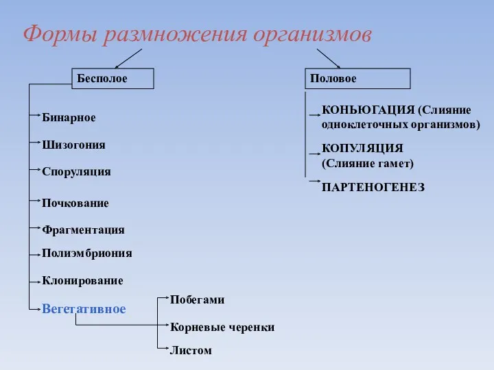 Формы размножения организмов Бесполое Половое Бинарное Шизогония Споруляция Вегетативное Почкование