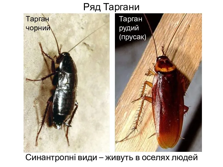 Ряд Таргани Синантропні види – живуть в оселях людей Тарган чорний Тарган рудий (прусак)