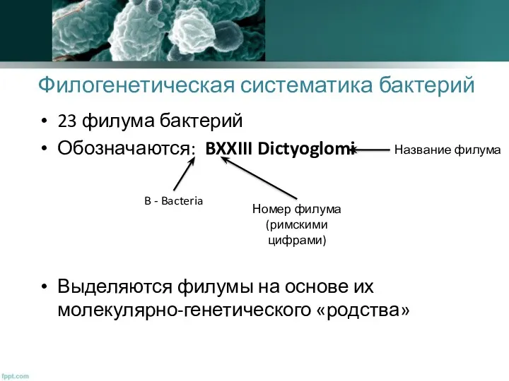 Филогенетическая систематика бактерий 23 филума бактерий Обозначаются: BXXIII Dictyoglomi Выделяются