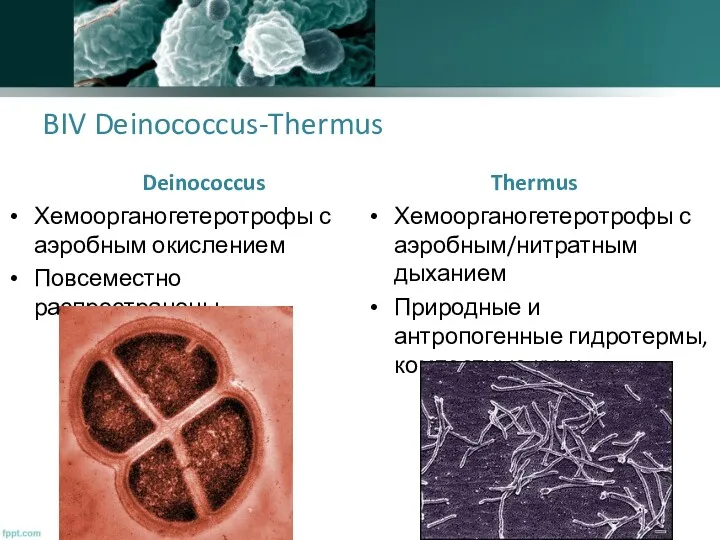 BIV Deinococcus-Thermus Deinococcus Хемоорганогетеротрофы с аэробным окислением Повсеместно распространены Thermus