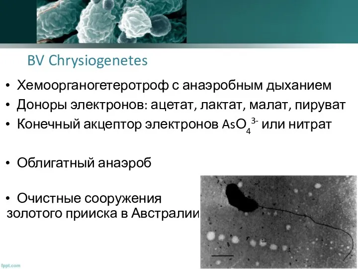 BV Chrysiogenetes Хемоорганогетеротроф с анаэробным дыханием Доноры электронов: ацетат, лактат,