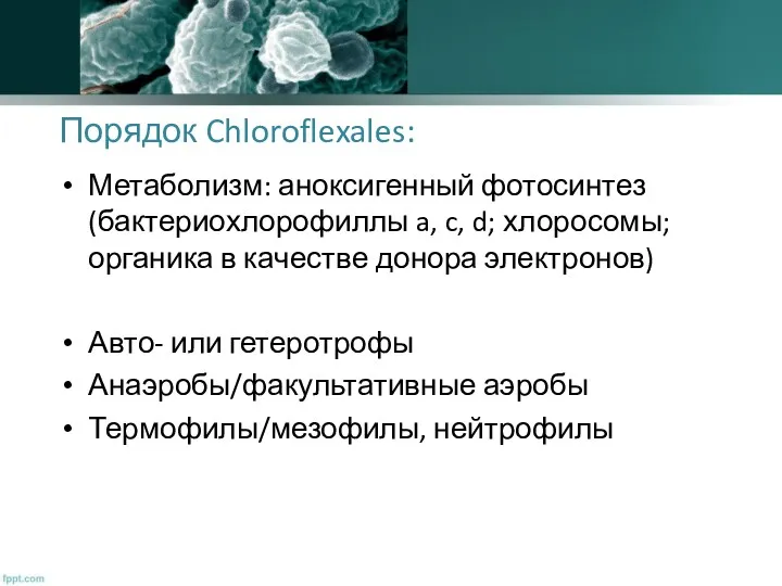 Порядок Chloroflexales: Метаболизм: аноксигенный фотосинтез (бактериохлорофиллы a, c, d; хлоросомы;
