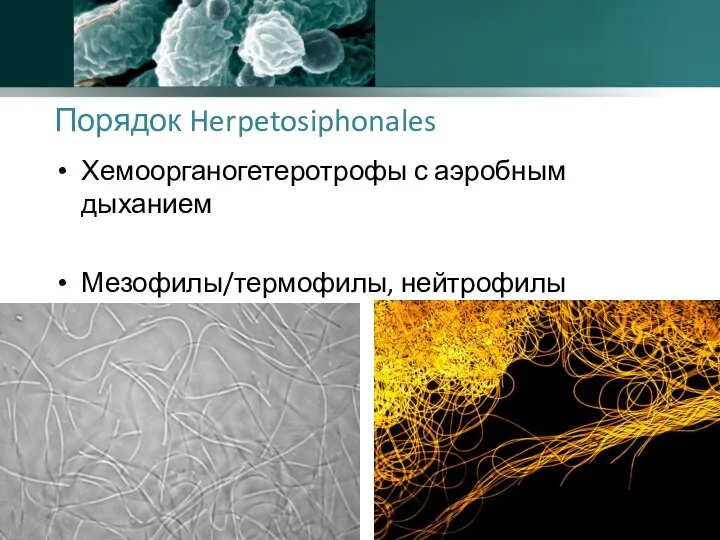 Порядок Herpetosiphonales Хемоорганогетеротрофы с аэробным дыханием Мезофилы/термофилы, нейтрофилы