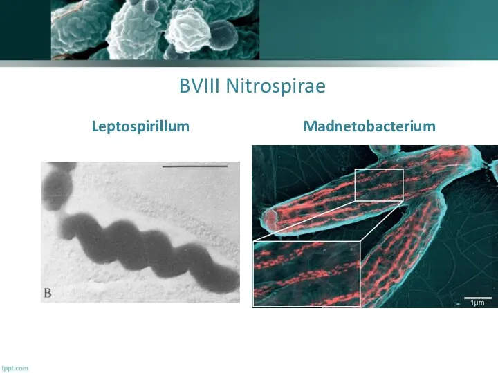 BVIII Nitrospirae Leptospirillum Madnetobacterium
