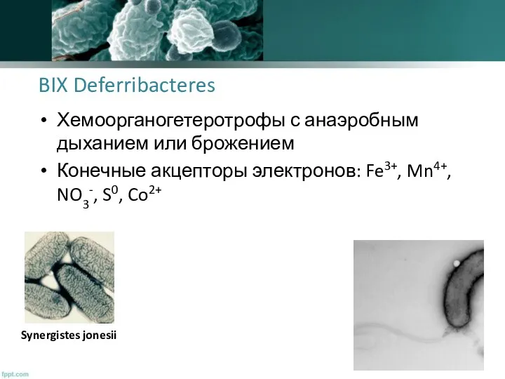 BIX Deferribacteres Хемоорганогетеротрофы с анаэробным дыханием или брожением Конечные акцепторы