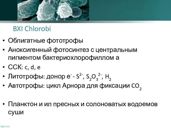 BXI Chlorobi Облигатные фототрофы Аноксигенный фотосинтез с центральным пигментом бактериохлорофиллом