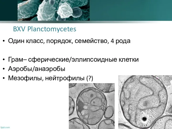 BXV Planctomycetes Один класс, порядок, семейство, 4 рода Грам– сферические/эллипсоидные клетки Аэробы/анаэробы Мезофилы, нейтрофилы (?)