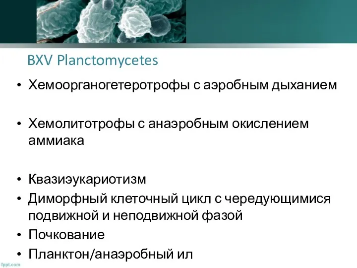 BXV Planctomycetes Хемоорганогетеротрофы с аэробным дыханием Хемолитотрофы с анаэробным окислением