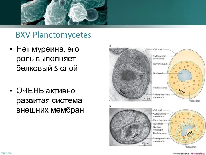 BXV Planctomycetes Нет муреина, его роль выполняет белковый S-слой ОЧЕНЬ активно развитая система внешних мембран