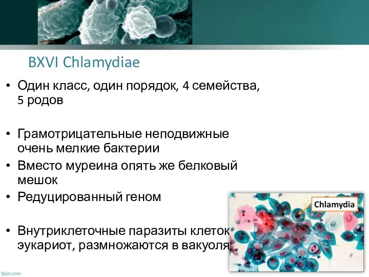 BXVI Chlamydiae Один класс, один порядок, 4 семейства, 5 родов